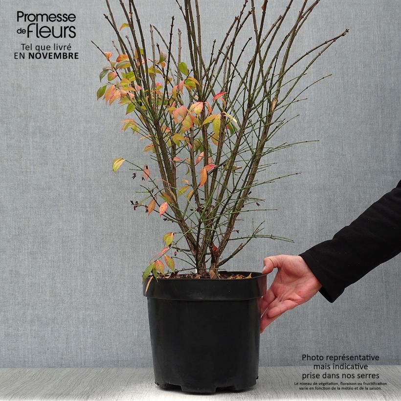 Euonymus alatus Compactus - Winged Spindle 7.5L/10L pot sample as delivered in autumn