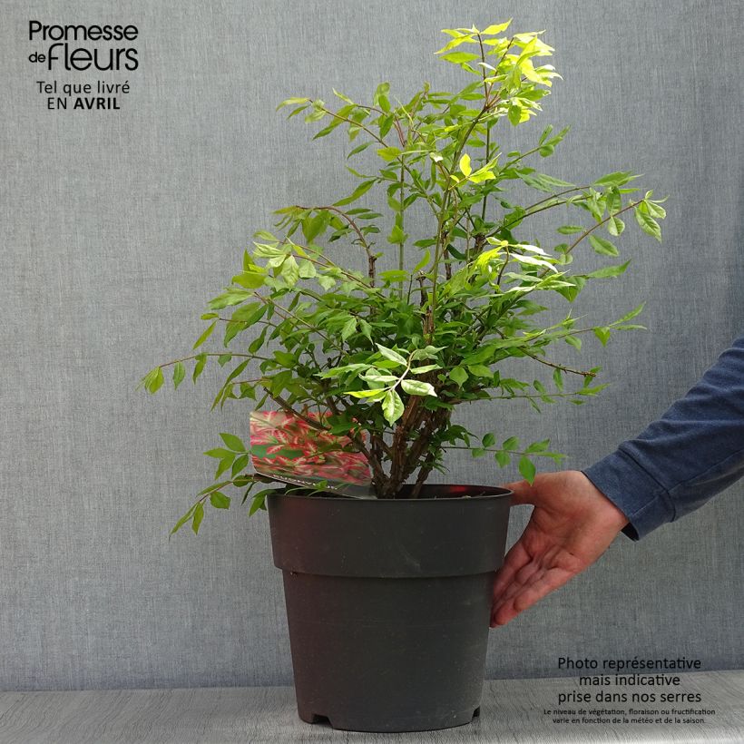 Euonymus alatus - Burning Bush 7.5L/10L pot sample as delivered in spring