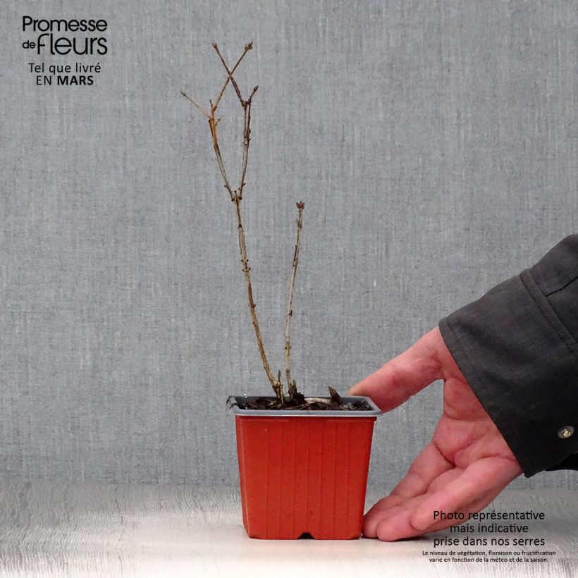 Euonymus alatus - Burning Bush 8/9 cm pot sample as delivered in spring