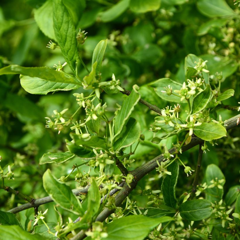 Euonymus europaeus Albus (Flowering)