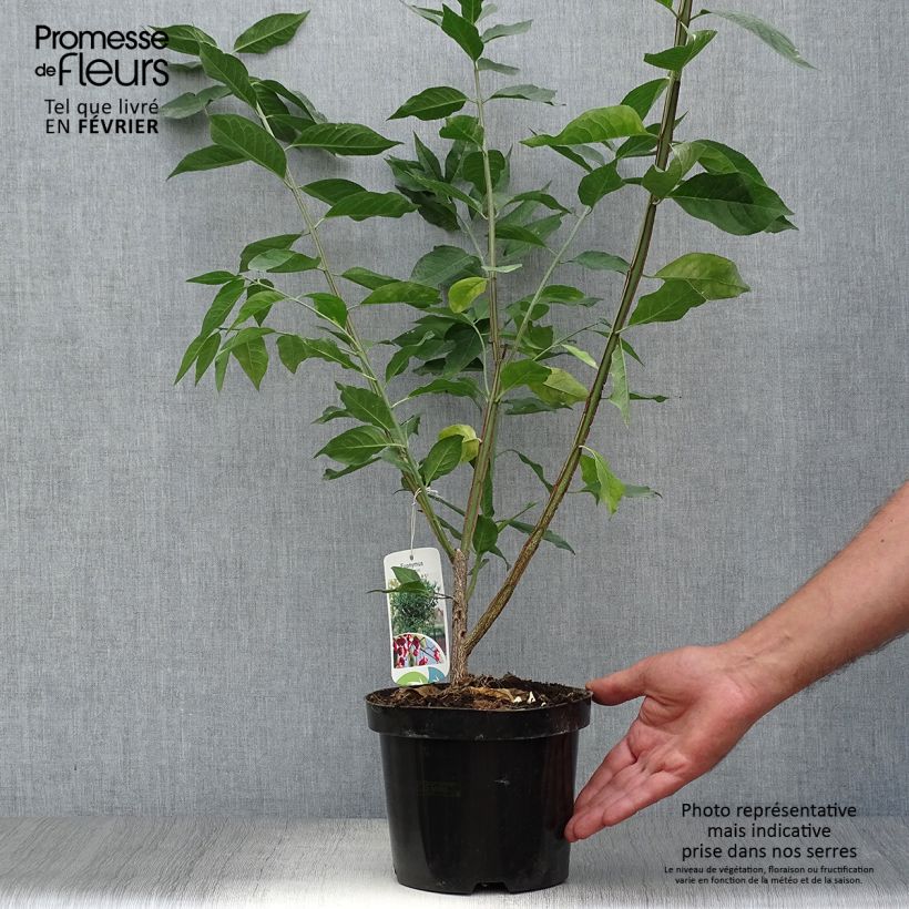 Euonymus europaeus - European Spindle 2L/3L pot sample as delivered in autumn