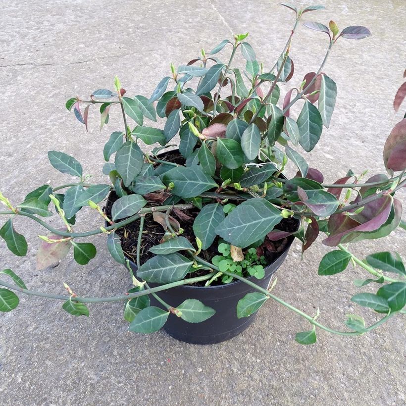 Euonymus fortunei Coloratus - Spindle 1.5L/2L pot sample as delivered in winter