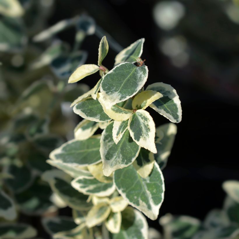 Euonymus fortunei Dans Delight - Spindle (Foliage)