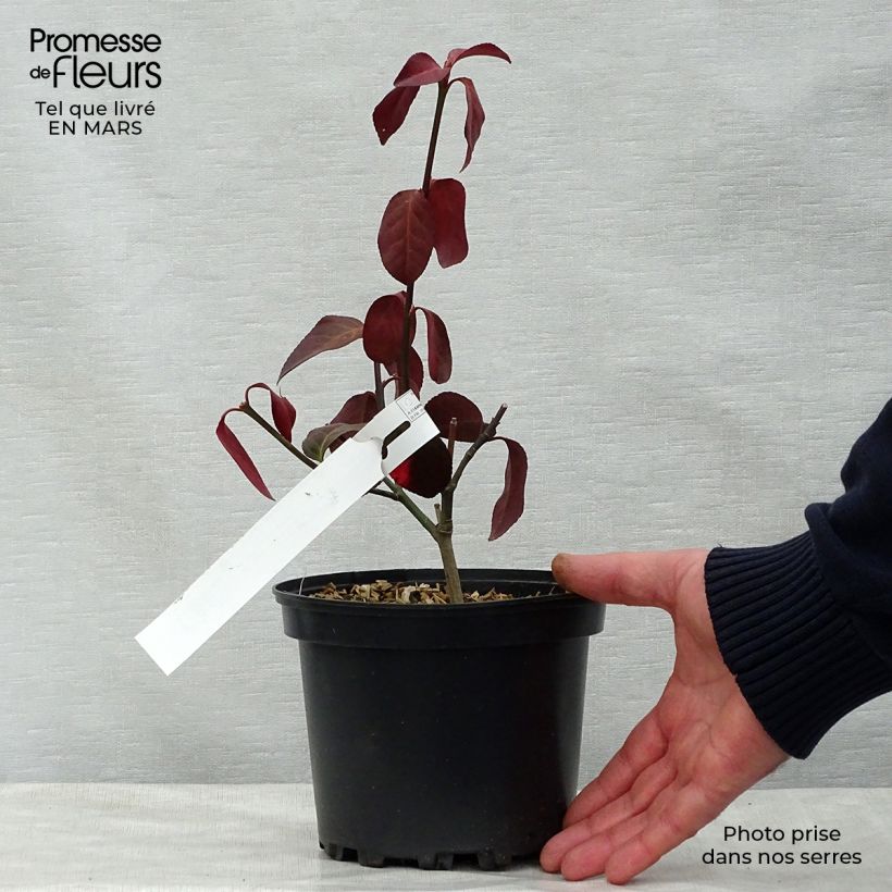 Euonymus fortunei Darts Blanket - Spindle 2L/3L pot sample as delivered in spring