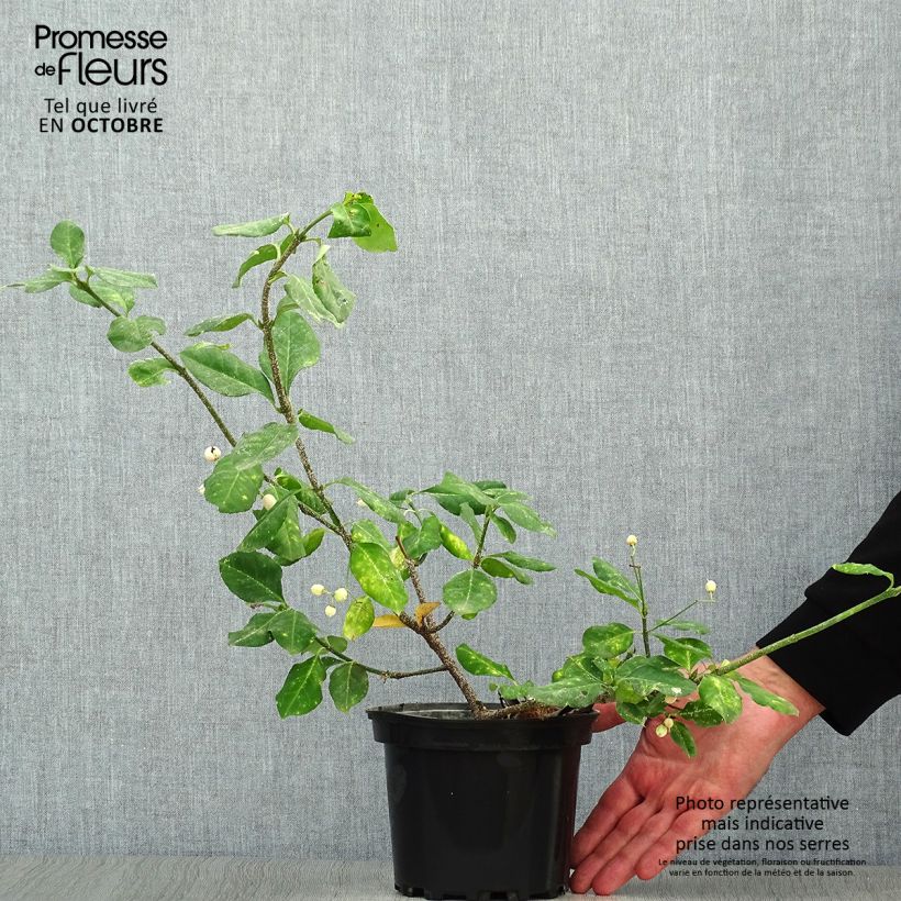 Euonymus fortunei Darts Blanket - Spindle 2L/3L pot sample as delivered in autumn