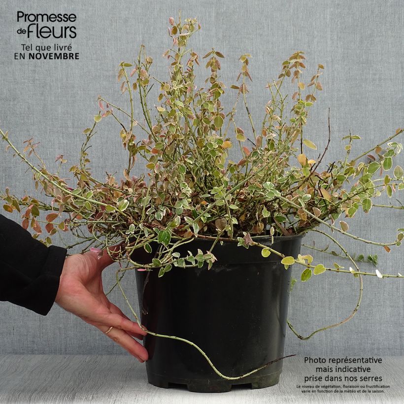 Euonymus fortunei Emerald Gaiety - Spindle 7.5L/10L pot sample as delivered in autumn
