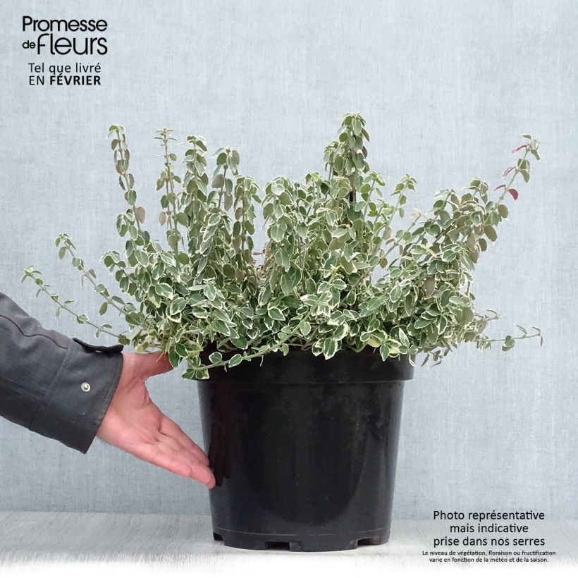 Euonymus fortunei Emerald Gaiety - Spindle 7.5L/10L pot sample as delivered in winter