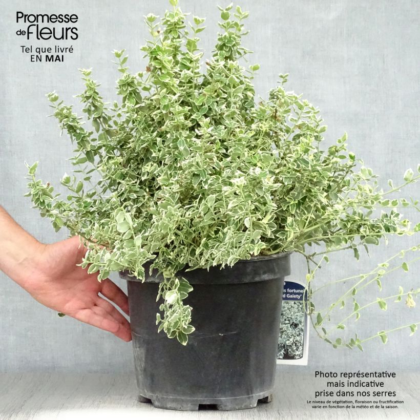 Euonymus fortunei Emerald Gaiety - Spindle 7.5L/10L pot sample as delivered in spring