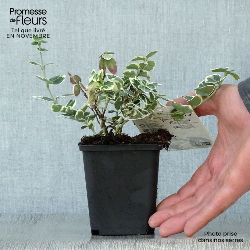 Euonymus fortunei Emerald Gaiety - Spindle 8/9 cm pot sample as delivered in autumn