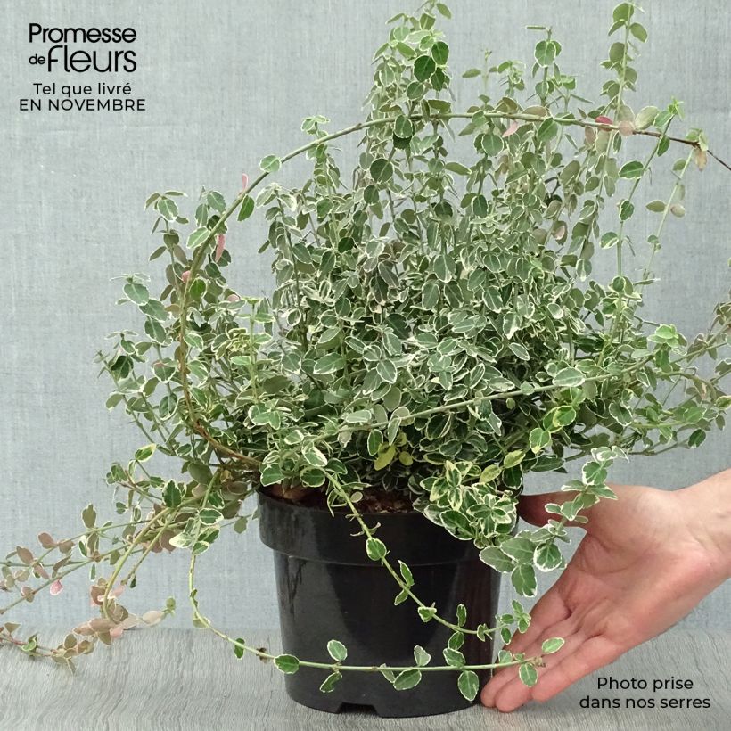 Euonymus fortunei Emerald Gaiety - Spindle 2L/3L pot sample as delivered in autumn