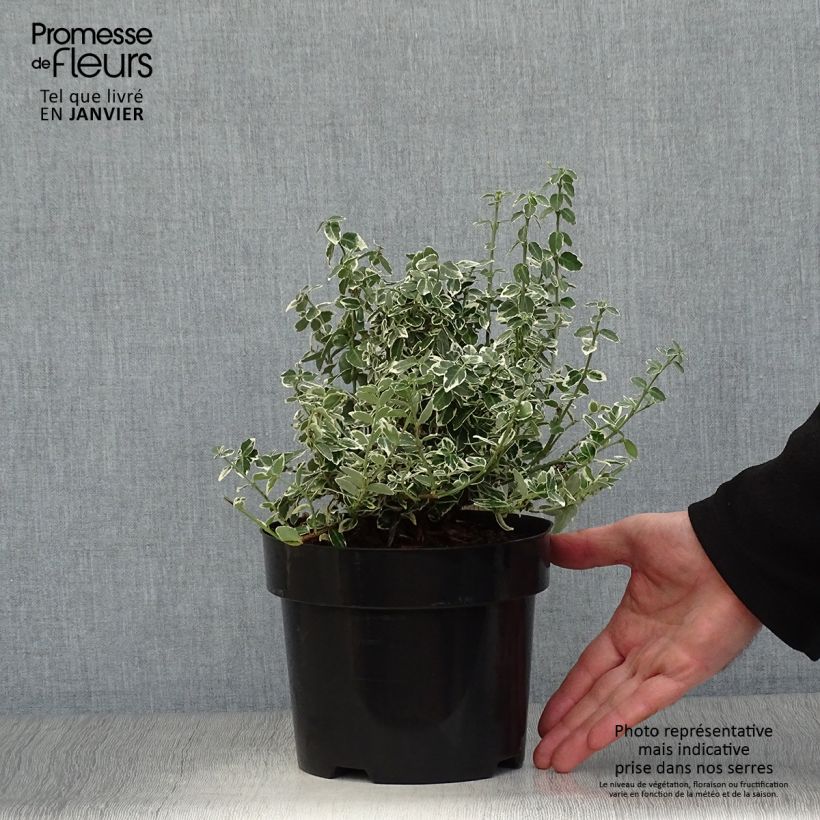 Euonymus fortunei Emerald Gaiety - Spindle 2L/3L pot sample as delivered in winter