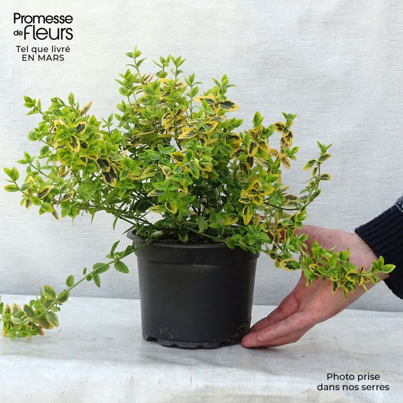 Euonymus fortunei Emerald n gold - Spindle 2L/3L pot sample as delivered in spring