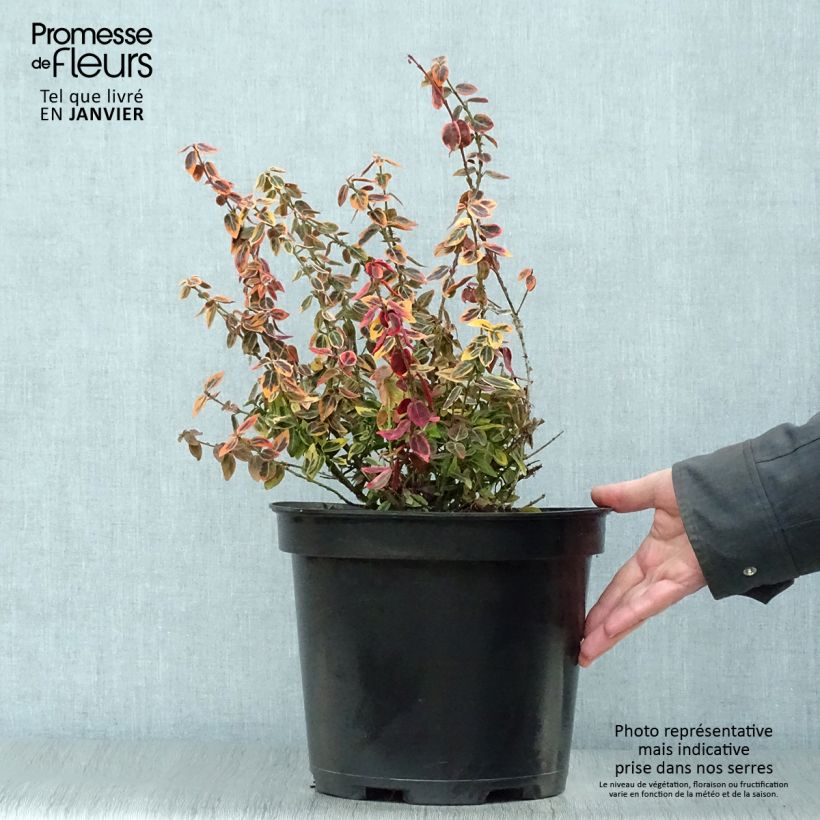 Euonymus fortunei Emerald n gold - Spindle 4L/5L pot sample as delivered in winter