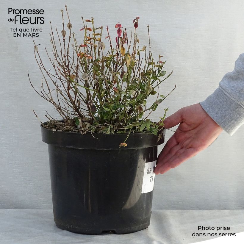 Euonymus fortunei Emerald n gold - Spindle 4L/5L pot sample as delivered in spring
