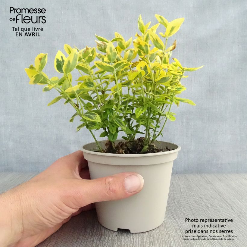 Euonymus fortunei Emerald n gold - Spindle 1L/1.5L pot sample as delivered in spring
