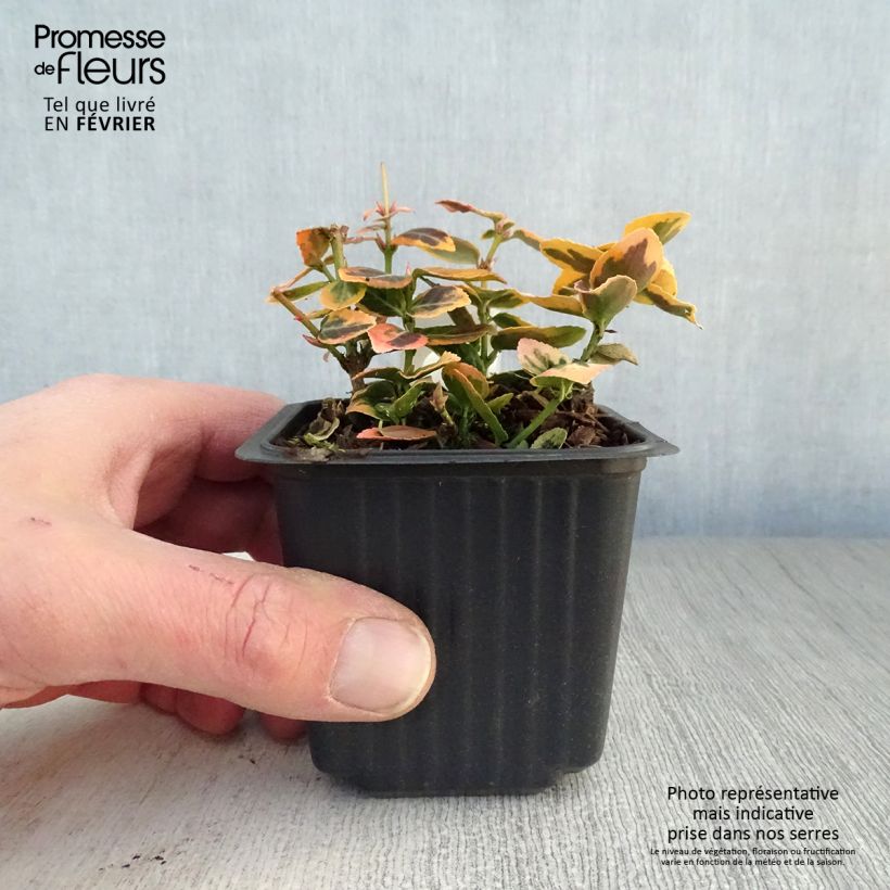 Euonymus fortunei Emerald n gold - Spindle 8/9 cm pot sample as delivered in winter