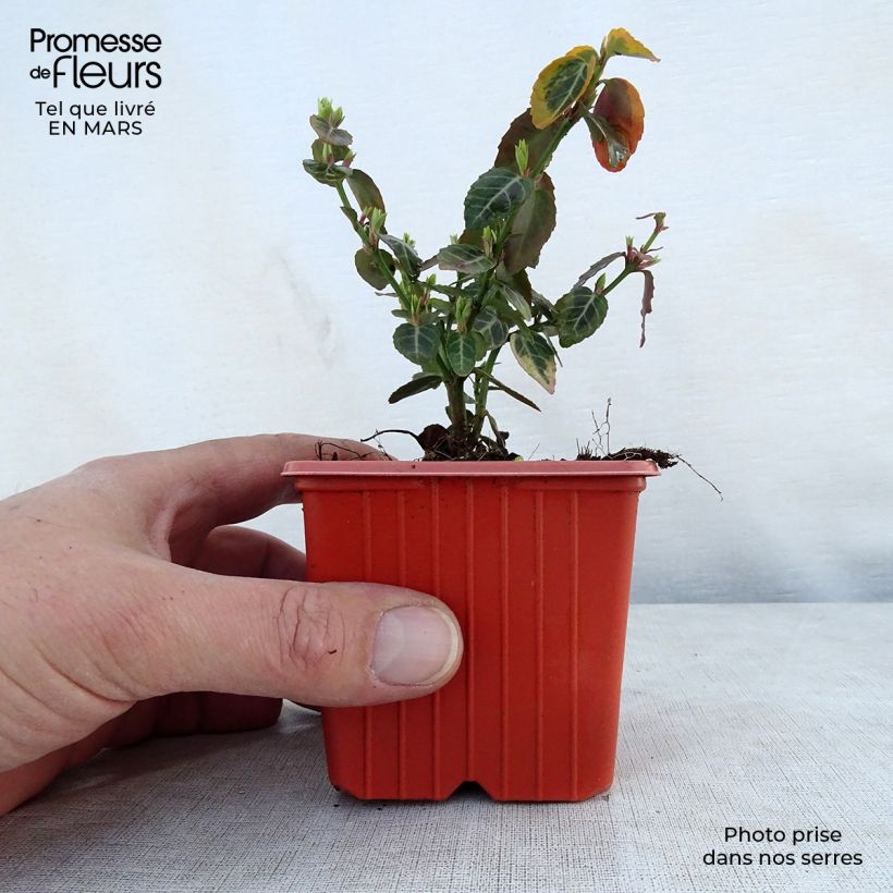 Euonymus fortunei Emerald n gold - Spindle 8/9 cm pot sample as delivered in spring