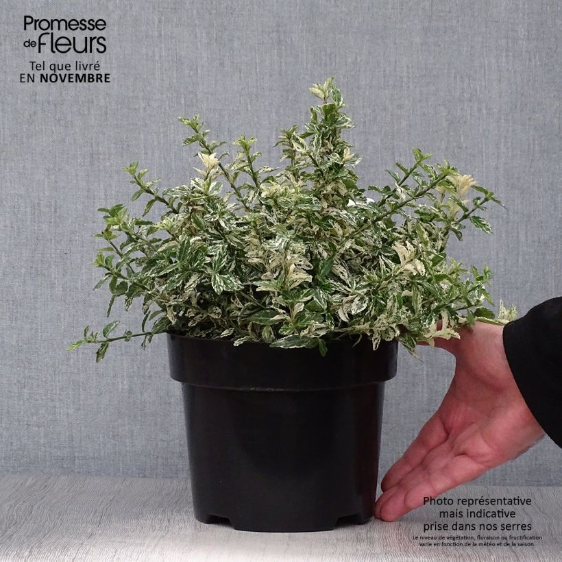 Euonymus fortunei Harlequin - Spindle 2L/3L pot sample as delivered in autumn