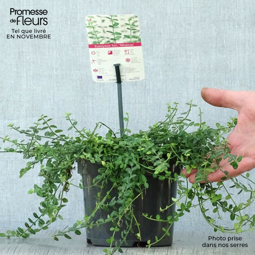 Euonymus fortunei Minimus - Spindle 2L/3L pot sample as delivered in autumn