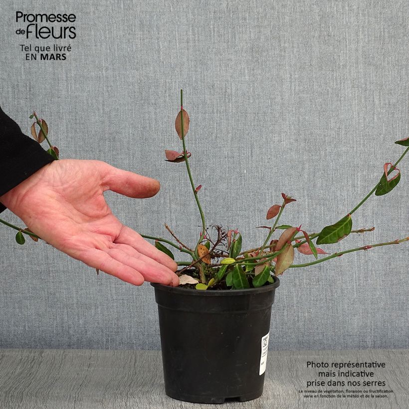 Euonymus fortunei Tustin - Spindle 1L/1.5L pot sample as delivered in winter