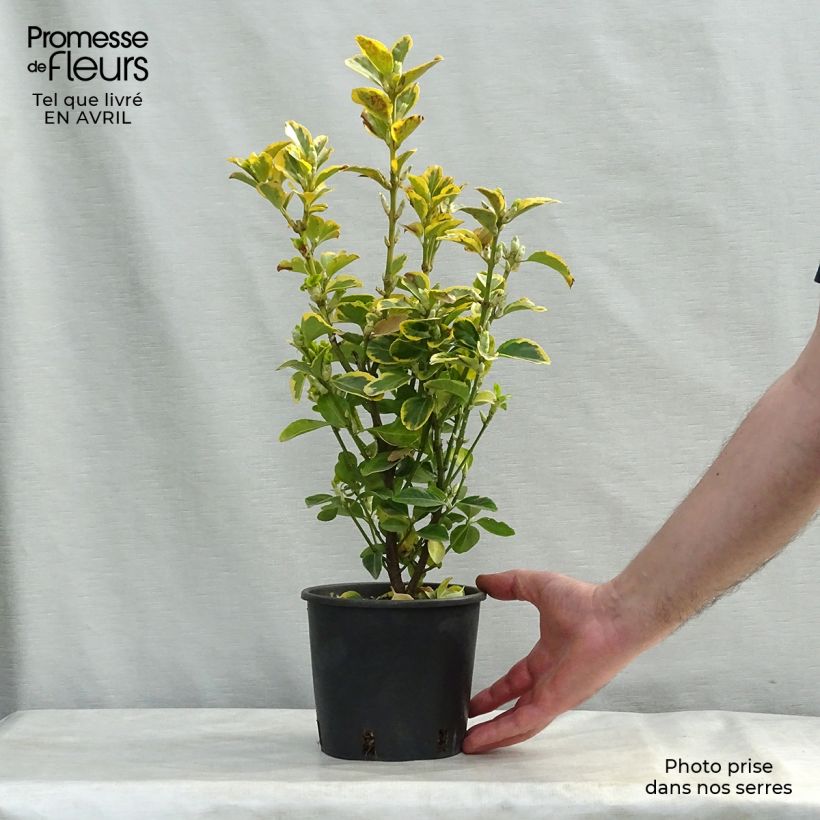 Euonymus japonicus Aureomarginatus - Japanese Spindle 2L/3L pot sample as delivered in spring