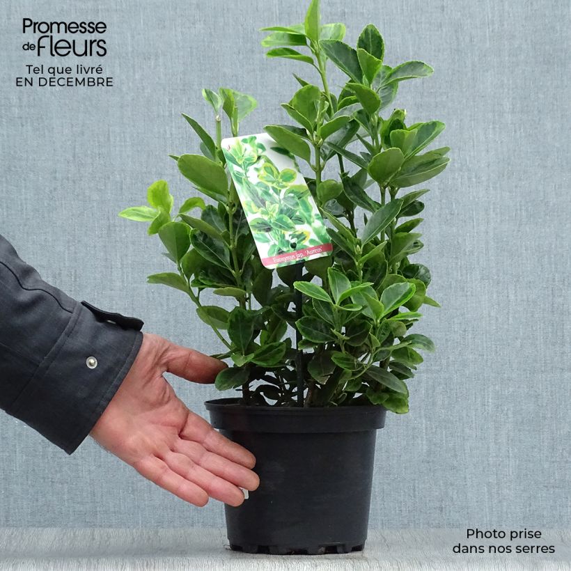 Euonymus japonicus Aureus - Japanese Spindle 2L/3L pot sample as delivered in winter