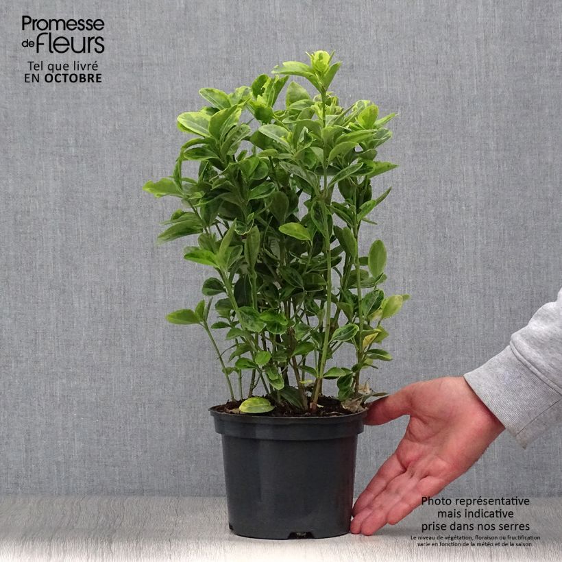 Euonymus japonicus Aureus - Japanese Spindle 2L/3L pot sample as delivered in autumn