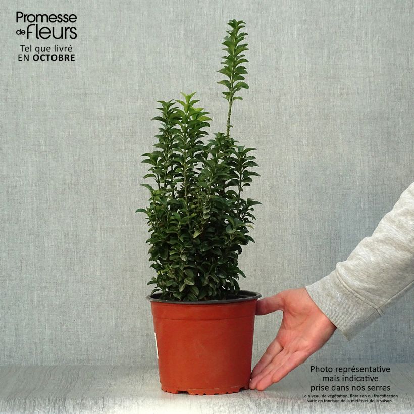 Euonymus japonicus Benkomasaki Erecta - Japanese Spindle 2L/3L pot sample as delivered in autumn