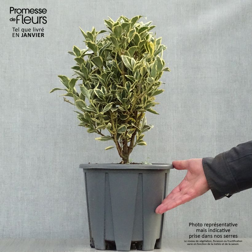 Euonymus japonicus Bravo - Japanese Spindle 7.5L/10L pot sample as delivered in winter