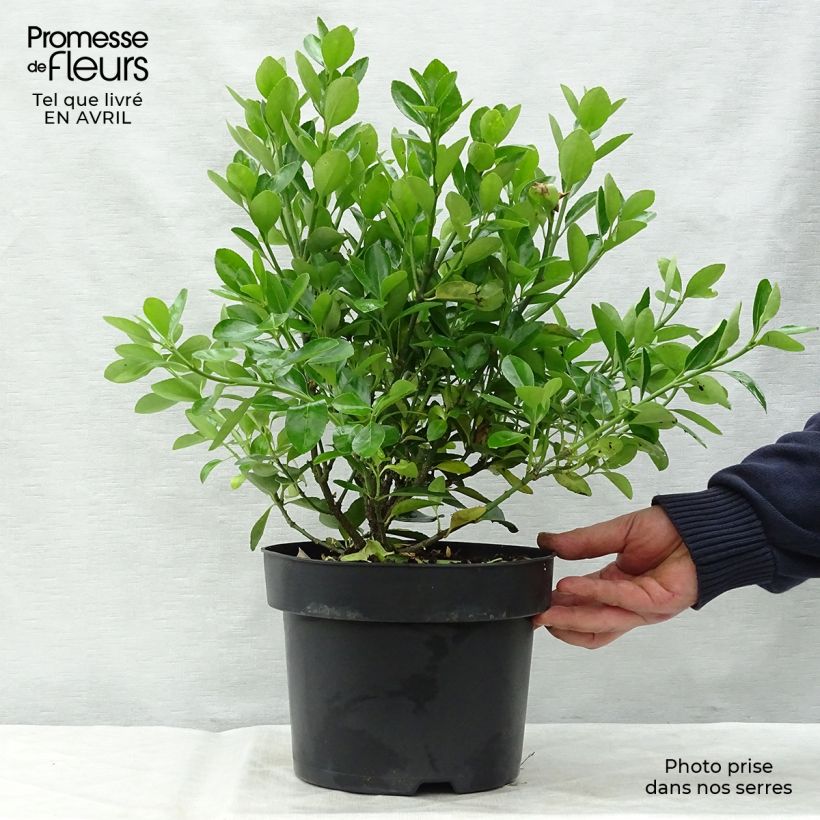 Euonymus japonicus - Japanese Spindle 2L/3L pot sample as delivered in spring