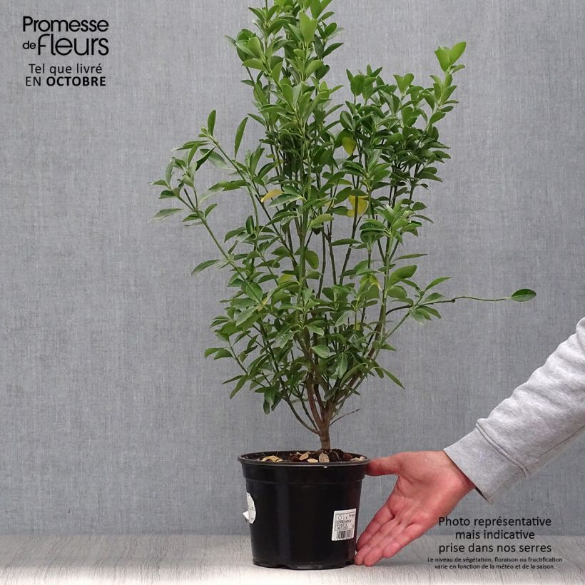 Euonymus japonicus - Japanese Spindle 2L/3L pot sample as delivered in autumn