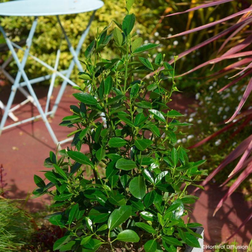 Euonymus japonicus Green Milennium - Japanese spindle (Plant habit)
