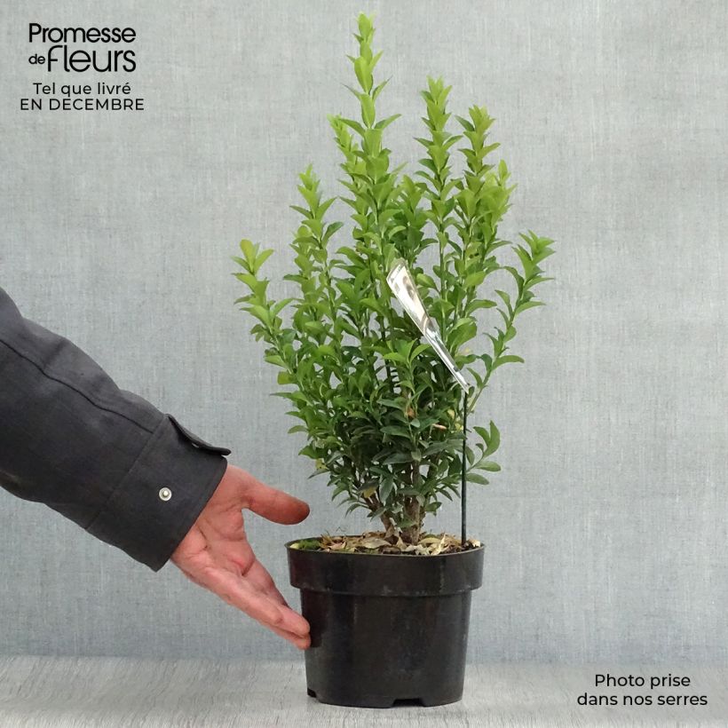 Euonymus japonicus Jean Hugues - Japanese Spindle 2L/3L pot sample as delivered in winter