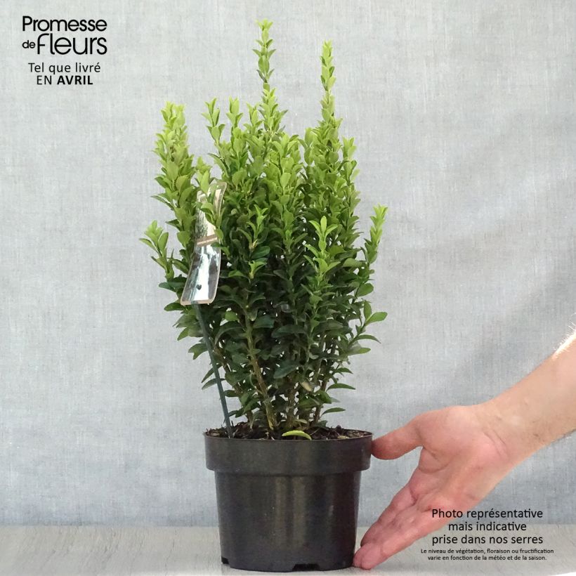 Euonymus japonicus Jean Hugues - Japanese Spindle 2L/3L pot sample as delivered in spring