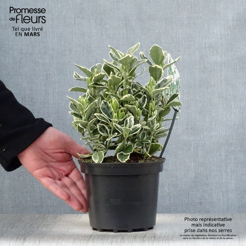 Euonymus japonicus Kathy - Japanese Spindle 2L/3L pot sample as delivered in spring