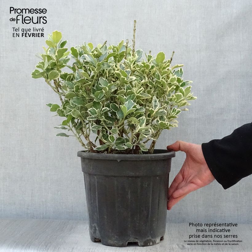 Euonymus japonicus Kathy - Japanese Spindle 7.5L/10L pot sample as delivered in winter
