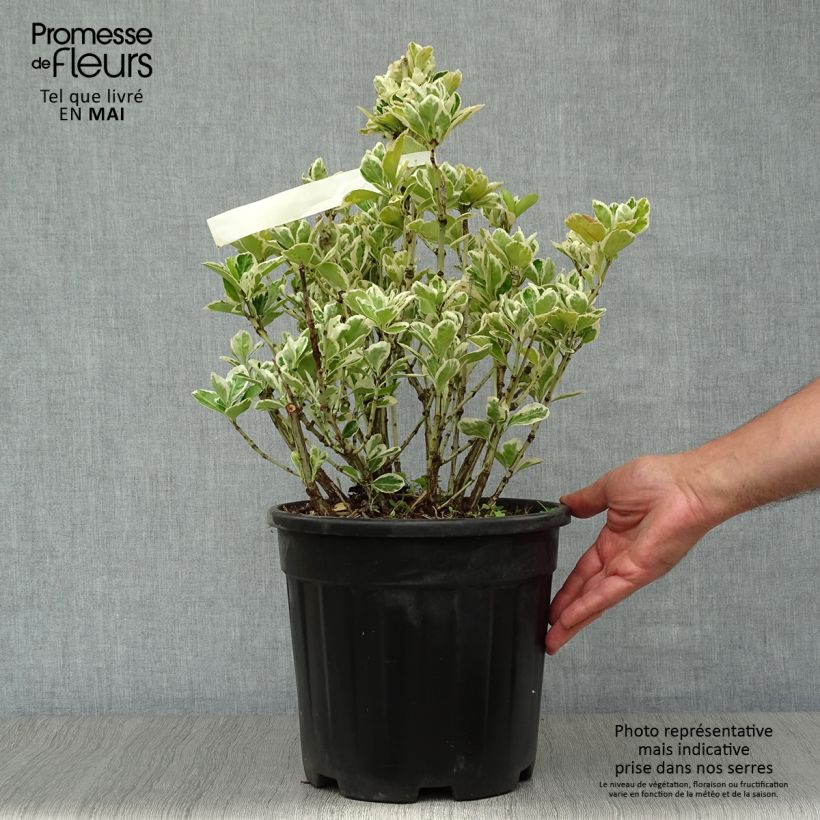 Euonymus japonicus Kathy - Japanese Spindle 7.5L/10L pot sample as delivered in spring