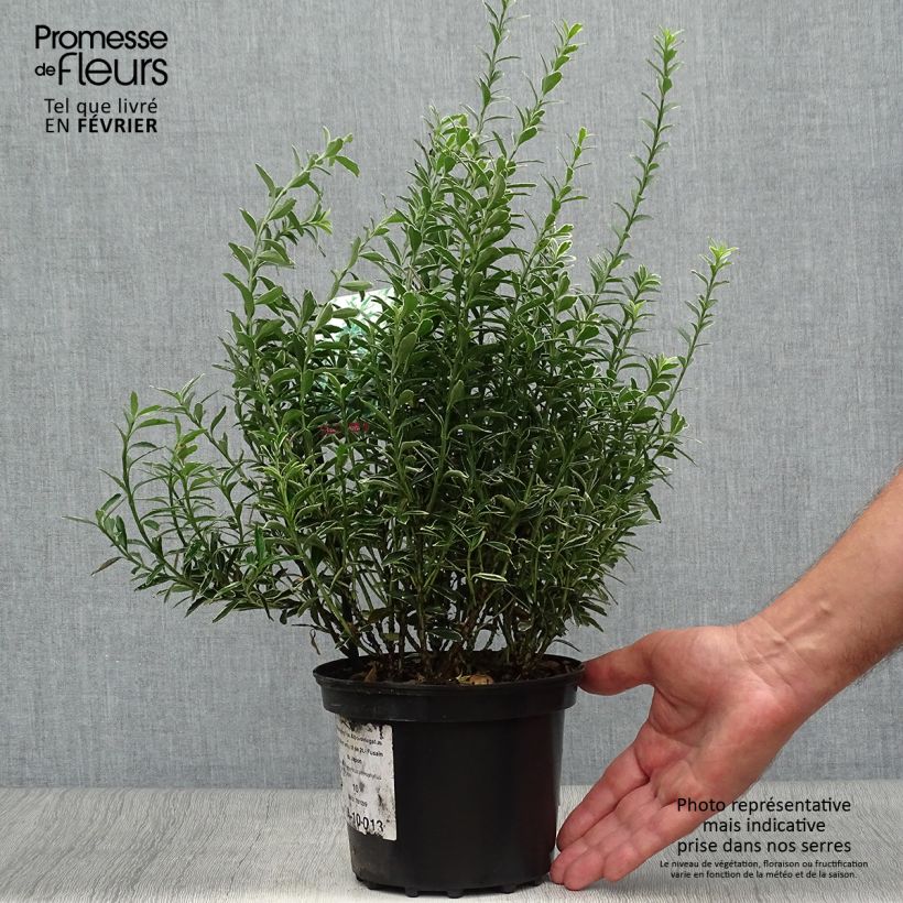 Euonymus japonicus Microphyllus Albovariegatus - Japanese Spindle 2L/3L pot sample as delivered in autumn