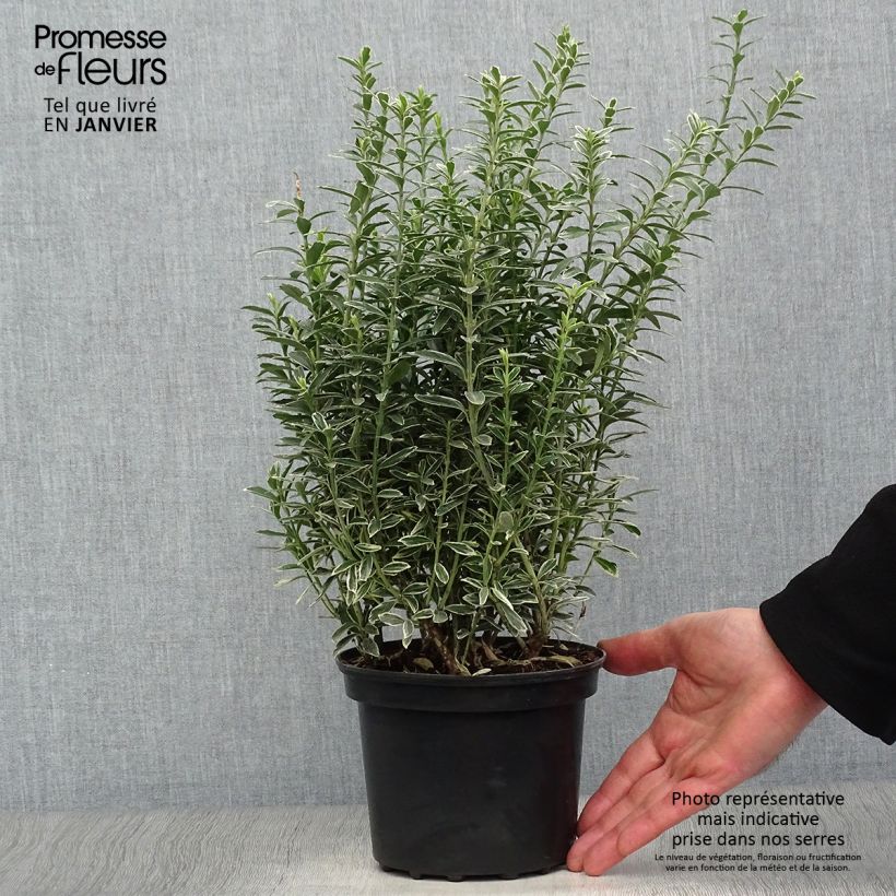 Euonymus japonicus Microphyllus Albovariegatus - Japanese Spindle 2L/3L pot sample as delivered in winter