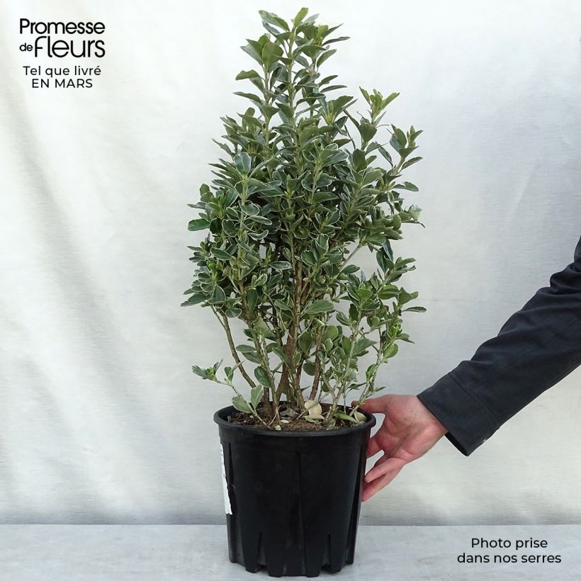 Euonymus japonicus Microphyllus Albovariegatus - Japanese Spindle 7.5L/10L pot sample as delivered in spring