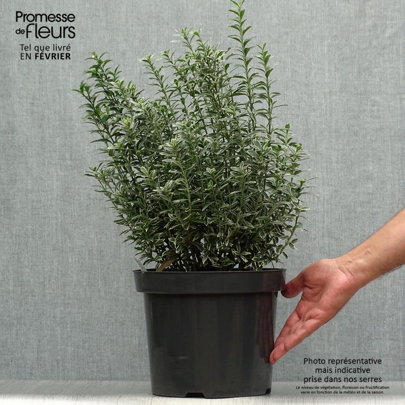 Euonymus japonicus Microphyllus Albovariegatus - Japanese Spindle 7.5L/10L pot sample as delivered in autumn