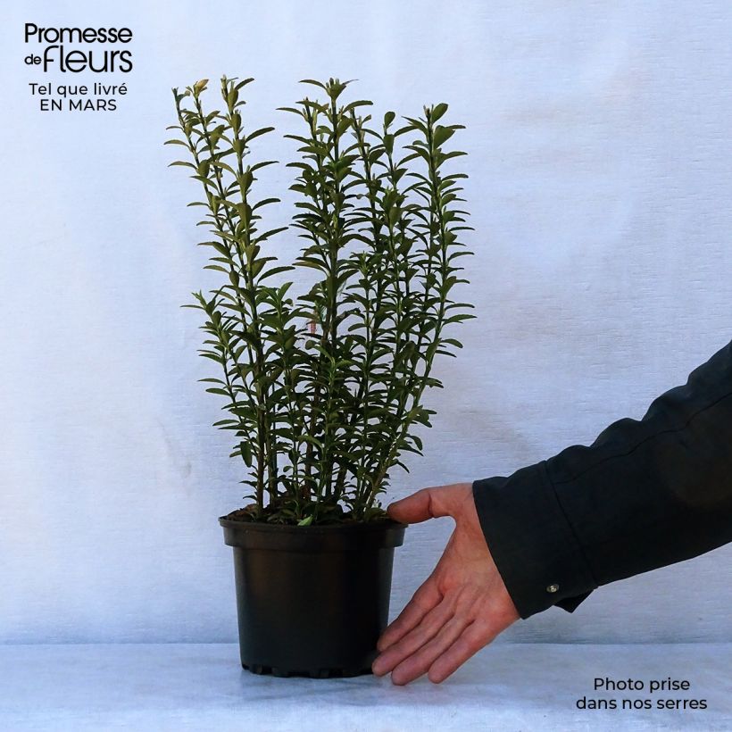 Euonymus japonicus Microphyllus - Japanese Spindle 2L/3L pot sample as delivered in spring