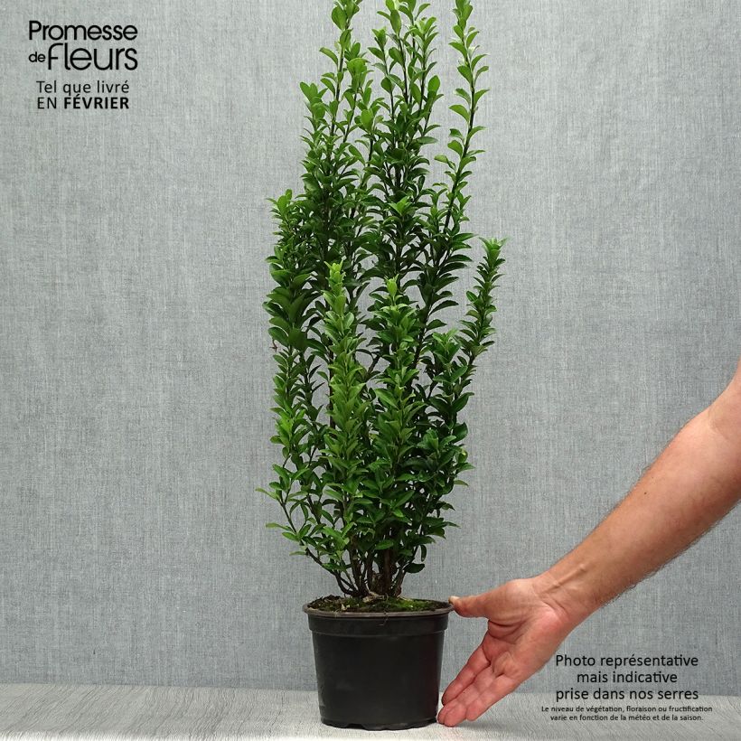 Euonymus japonicus Microphyllus - Japanese Spindle 2L/3L pot sample as delivered in autumn
