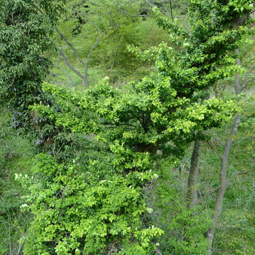Euonymus japonicus Microphyllus - Japanese Spindle (Plant habit)