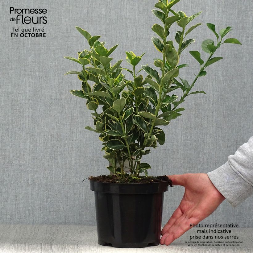 Euonymus japonicus Ovatus Aureus - Japanese Spindle 2L/3L pot sample as delivered in autumn