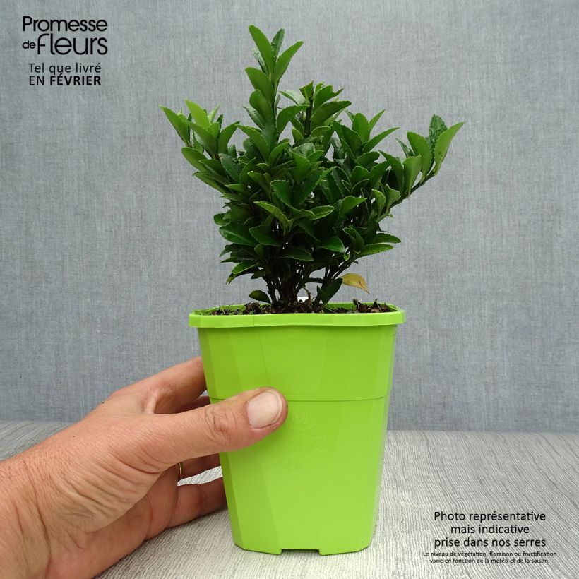 Euonymus japonicus Paloma Blanca - Japanese Spindle 1.5L/2L pot sample as delivered in autumn