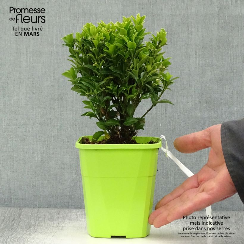 Euonymus japonicus Paloma Blanca - Japanese Spindle 1.5L/2L pot sample as delivered in spring