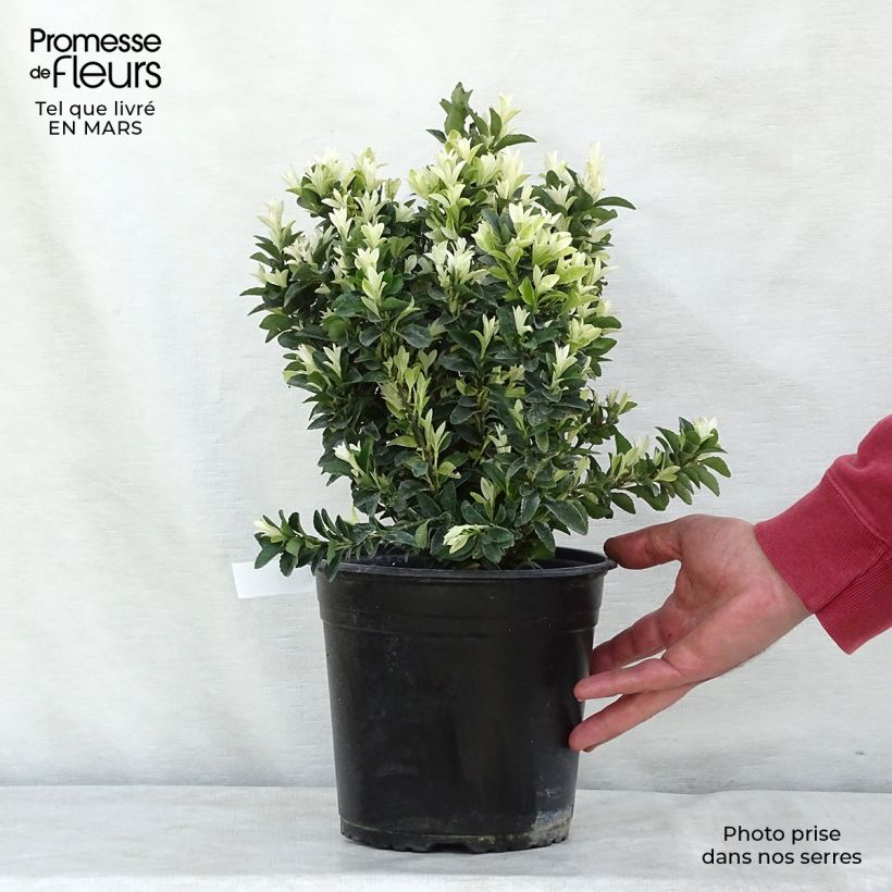 Euonymus japonicus Paloma Blanca - Japanese Spindle 3L/4L pot sample as delivered in winter