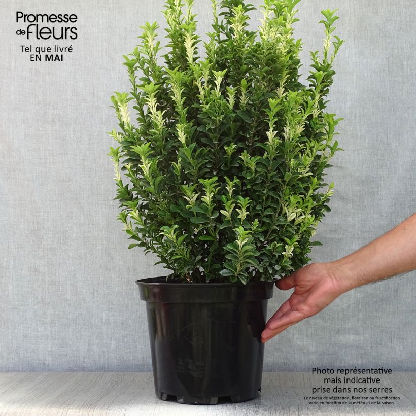 Euonymus japonicus Paloma Blanca - Japanese Spindle 7.5L/10L pot sample as delivered in spring