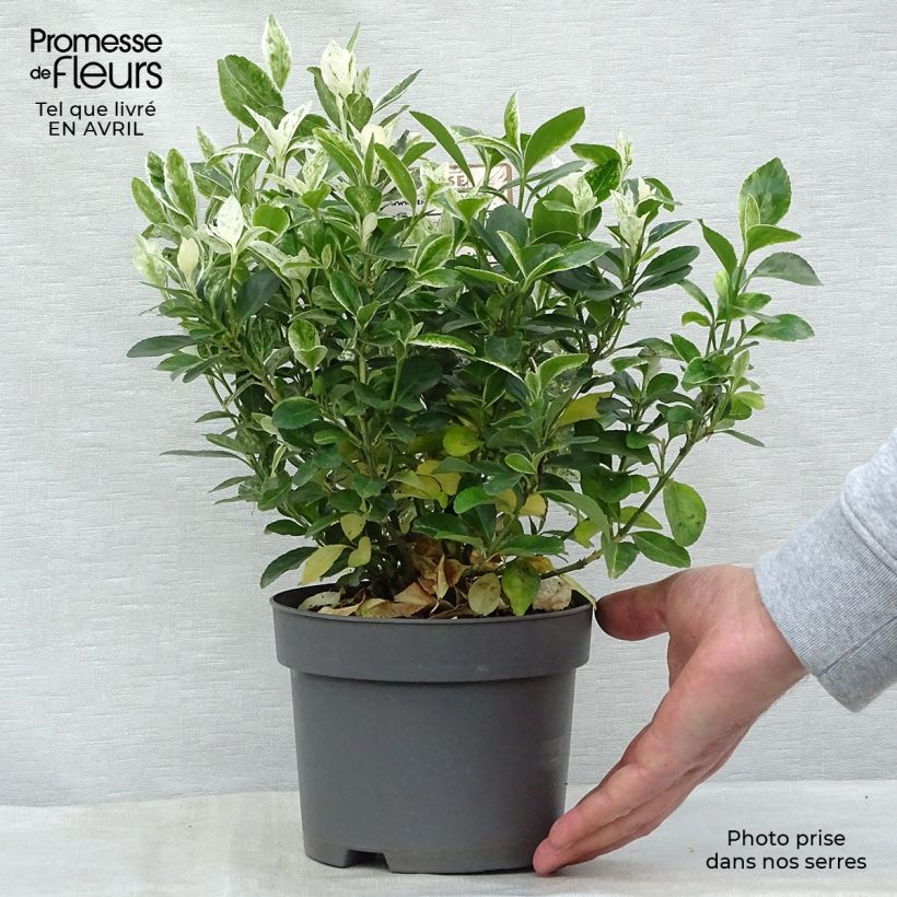 Euonymus japonicus Pierrolino - Japanese Spindle 1.5L/2L pot sample as delivered in spring